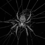 grayscale photography of spider